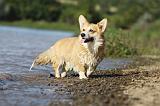 CORGI PEMBROKE 770